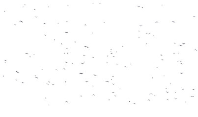 Flock of birds isolated on white background