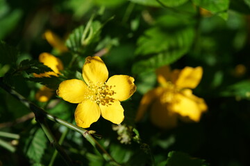 Deep Yellow Flowers of Japanese Kerria in Full Bloom