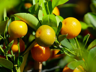 Ripe tangerines on the branches of a tree