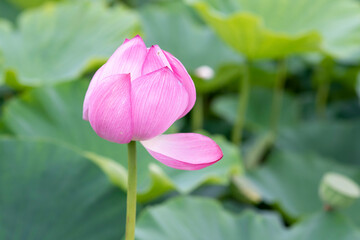 Lotus  pink flower   center of a flower