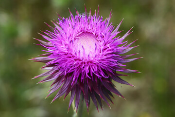 Thistle Flower
