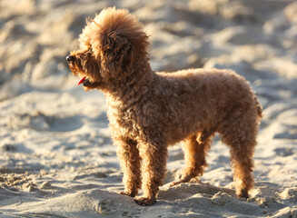 A dog walks in the sand.