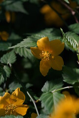 Deep Yellow Flowers of Japanese Kerria in Full Bloom