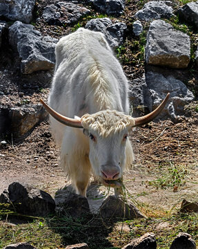 White domestic yak eating hay. Latin name - Bos grunniens and Bos mutus