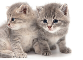 Fototapeta na wymiar Portrait of two little kitten isolated on a white