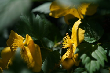Deep Yellow Flowers of Japanese Kerria in Full Bloom