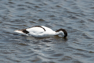 Avocette élégante, Recurvirostra avosetta, Pied Avocet