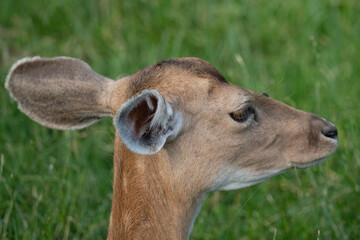 Damwild im Sommerfell