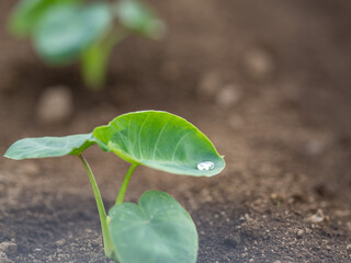 初夏の里芋の葉