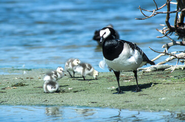 Bernache nonnette, 
Branta leucopsis, Barnacle Goose
