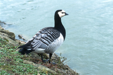 Bernache nonnette, 
Branta leucopsis, Barnacle Goose