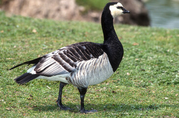 Bernache nonnette, 
Branta leucopsis, Barnacle Goose