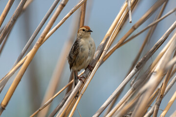 Cisticole à sonnette,.Cisticola tinniens, Levaillant's Cisticola