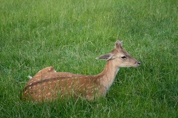Damwild im Sommerfell