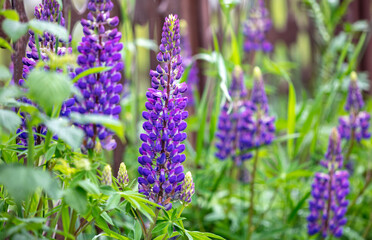Lupins flowers in the park.