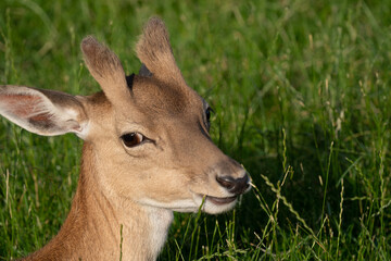Damwild im Sommerfell - Portrait