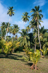 Fototapeta na wymiar Cocotier, cocos nucifera, Madagascar