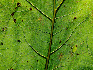construction of leaves of green plants growing by the river called Biała in the city of Białystok in Podlasie in Poland