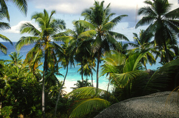 Cocotier, cocos nucifera, Ile Fregate, Iles Seychelles