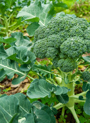 Closeup of broccoli head covered by green leaves. Fresh vegetable in garden. Juicy broccoli in fertile soil. Broccoli ready for harvest. Home gardening.