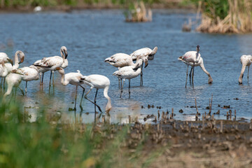 Flamant nain,.Phoeniconaias minor, Lesser Flamingo, Afrique du Sud