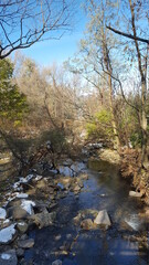 river in the forest