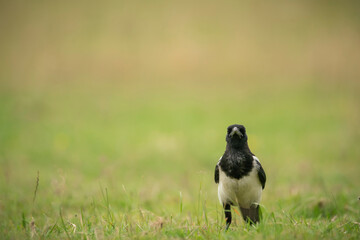 Eurasian Magpie,Pic pica, searching an old Oxfordshire meadow for food