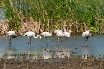 Flamant nain,.Phoeniconaias minor, Lesser Flamingo, Afrique du Sud