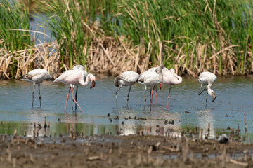 Flamant nain,.Phoeniconaias minor, Lesser Flamingo, Afrique du Sud