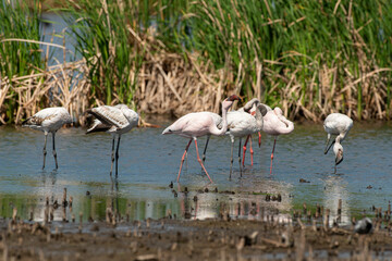Flamant nain,.Phoeniconaias minor, Lesser Flamingo, Afrique du Sud