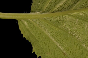 Japanese Hydrangea (Hydrangea petiolaris). Leaf Detail Closeup