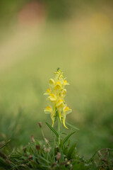 Obraz premium yellow toadflax, late summer along an Oxfordshire farm track