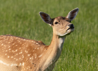Weibliches Damwild im Sommerfell nimmt Witterung auf