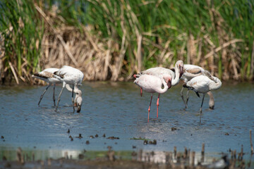 Flamant nain,.Phoeniconaias minor, Lesser Flamingo, Afrique du Sud