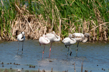 Flamant nain,.Phoeniconaias minor, Lesser Flamingo, Afrique du Sud