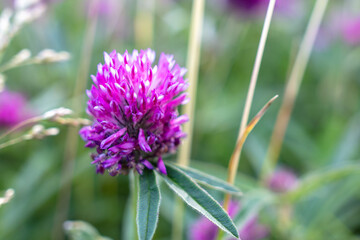 Fototapeta na wymiar Beautiful purple flower grows in the park.