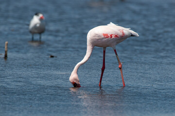 Flamant nain,.Phoeniconaias minor, Lesser Flamingo, Afrique du Sud