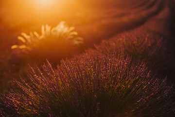 La lavande provençale au coucher de soleil