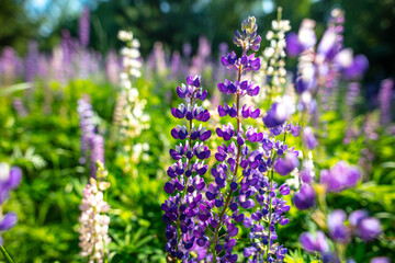 Beautiful purple flower grows in the park.