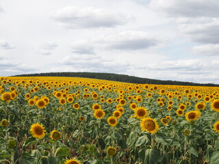 Sunflower field and cloudy sky in summer