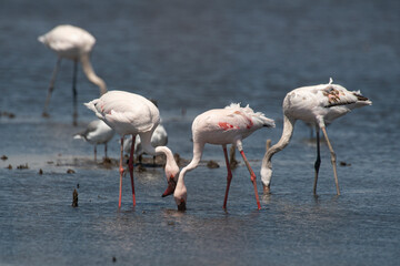 Obraz premium Flamant nain,.Phoeniconaias minor, Lesser Flamingo, Afrique du Sud
