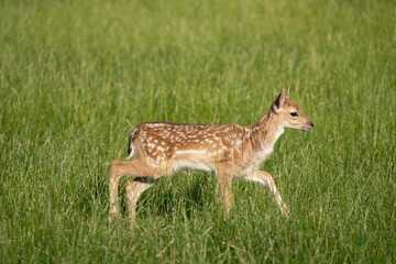 Damwild Kitz im Sommerfell auf grüner Wiese