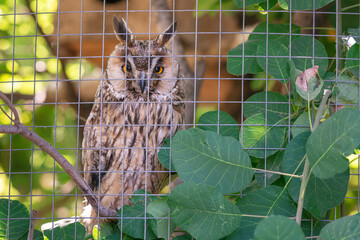Eurasian owl in a cage close up with blurry background