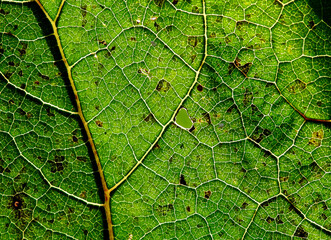 construction of leaves of green plants growing by the river called Biała in the city of Białystok in Podlasie in Poland