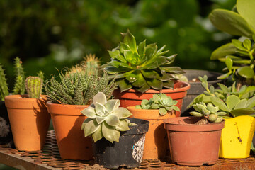 An incredible variation of small plants.