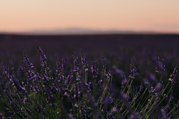 Naklejka premium Entre chien et loup dans les champs de lavande en Provence