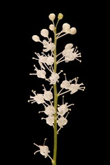 May Lily (Maianthemum bifolium). Inflorescence Closeup