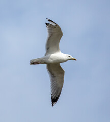 A seagull is flying in the sky.