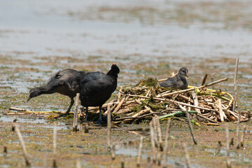 Foulque caronculée, .Fulica cristata, Red knobbed Coot