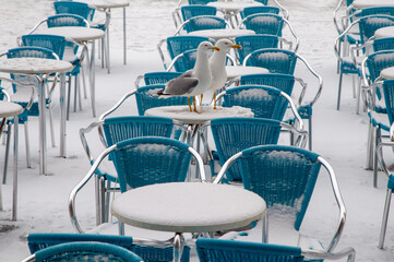 Two seagulls stand on a snow-covered table in Venice